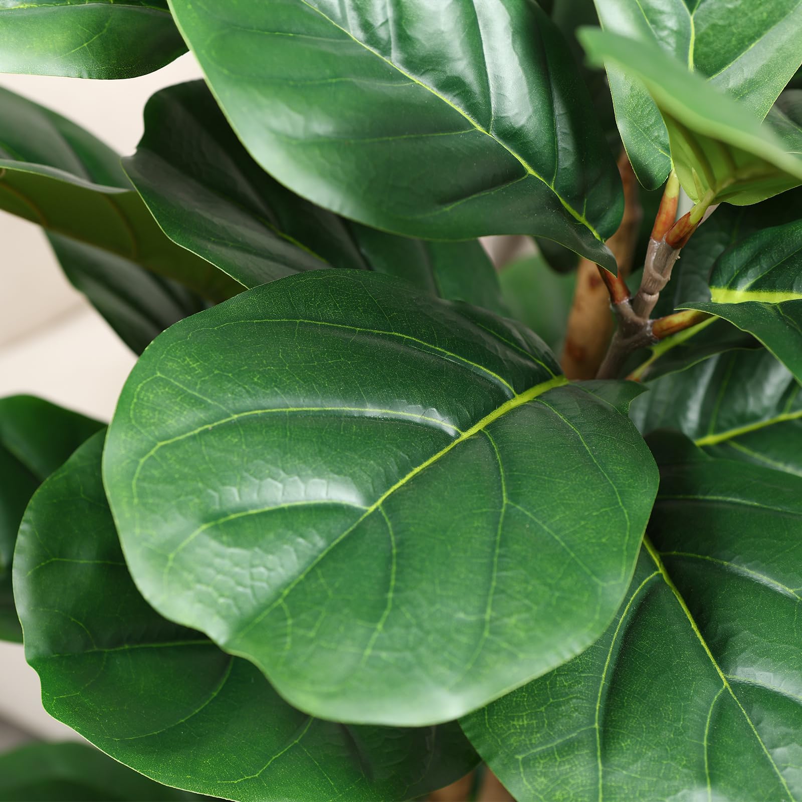 Pohon Ficus Artifisial dengan  - Ficus Lyrata Tree ulasan dan harga